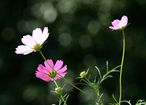 f:id:akaibara:20131017163316j:image:w400