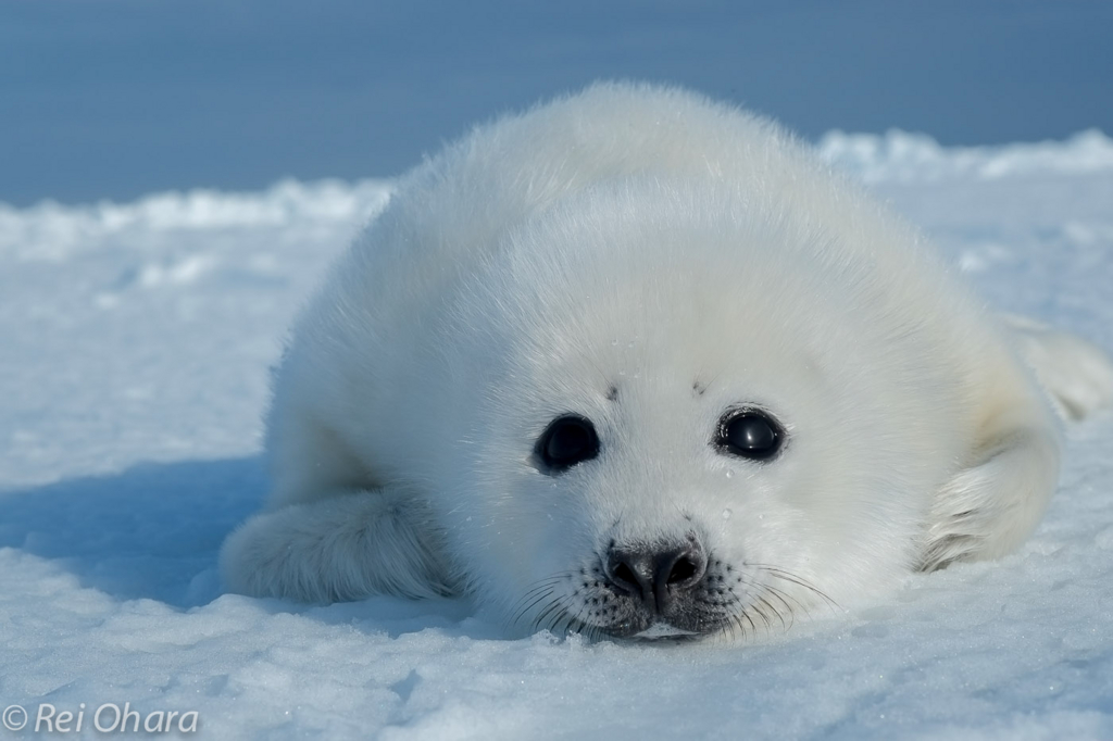 f:id:akaibara:20140505153658j:image:w500