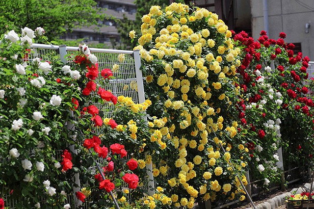 f:id:akaibara:20140519215302j:image:w500