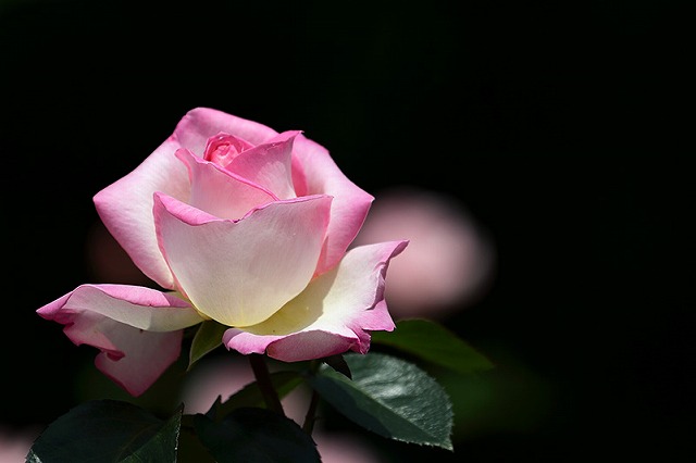 f:id:akaibara:20140519215814j:image:w180