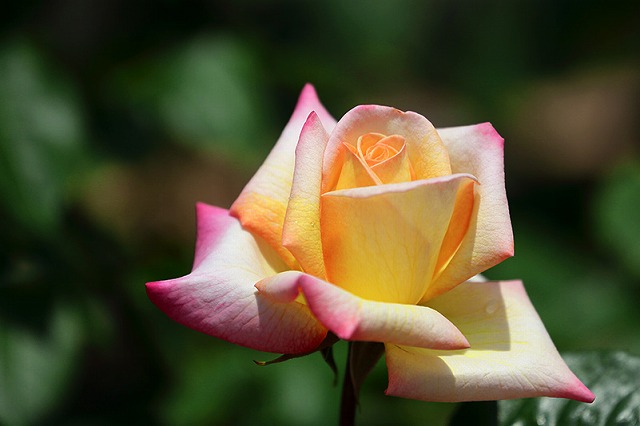 f:id:akaibara:20140519220131j:image:w180