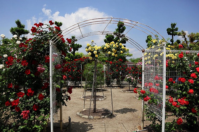 f:id:akaibara:20140519220717j:image:w500