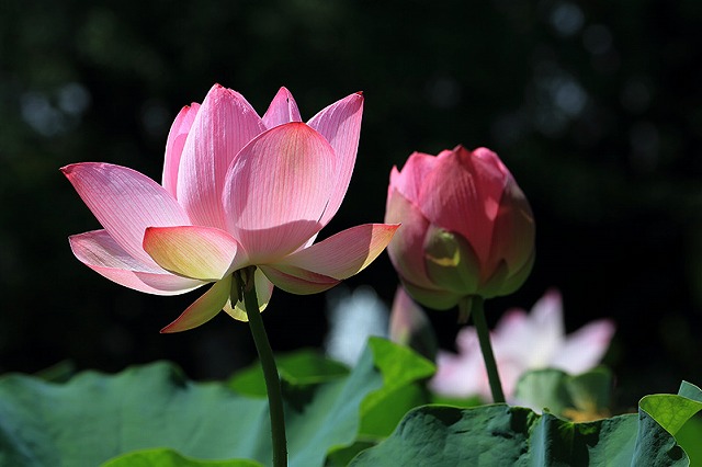 f:id:akaibara:20140712121004j:image:w500