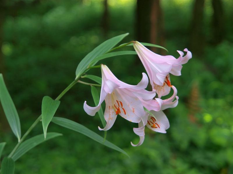 f:id:akaibara:20150625231327j:image:w400