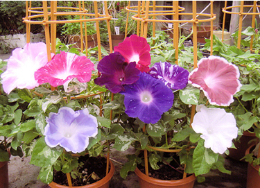 f:id:akaibara:20150805155724j:image:w500