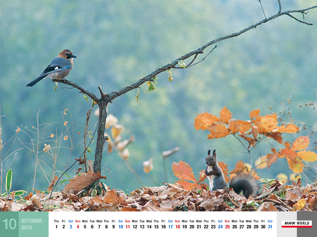 f:id:akaibara:20150916164425j:image:w550