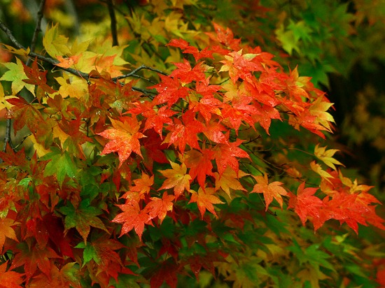 f:id:akaibara:20151127164611j:image:w450