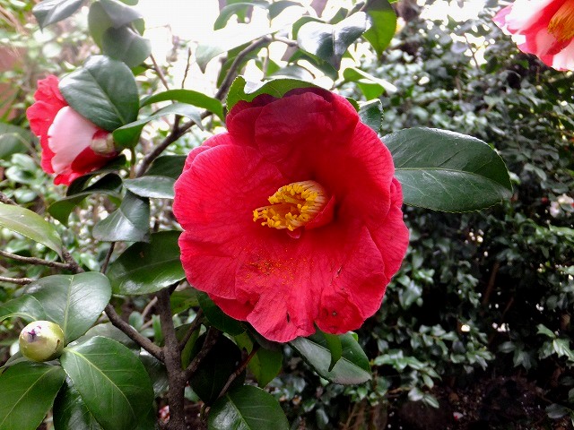 f:id:akaibara:20160217163012j:image:w450