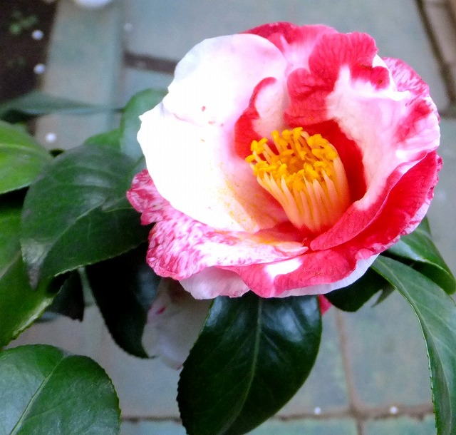 f:id:akaibara:20160217171335j:image:w270 f:id:akaibara:20160217171335j:image:w270