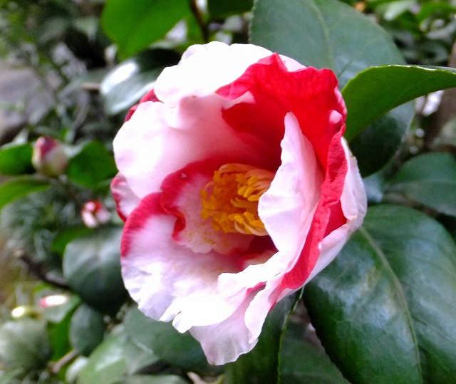 f:id:akaibara:20160217171414j:image:w270 f:id:akaibara:20160217171414j:image:w270