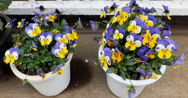 f:id:akaibara:20160220162348j:image:w400