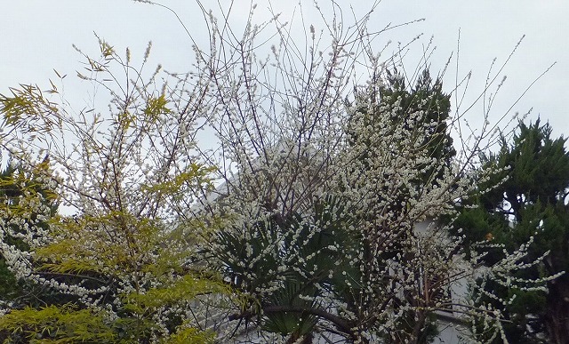 f:id:akaibara:20160220162758j:image:w450