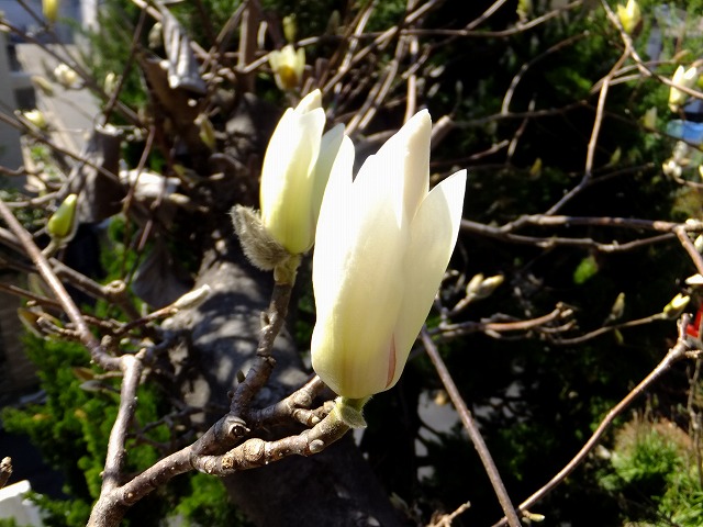 f:id:akaibara:20160315151602j:image:w400