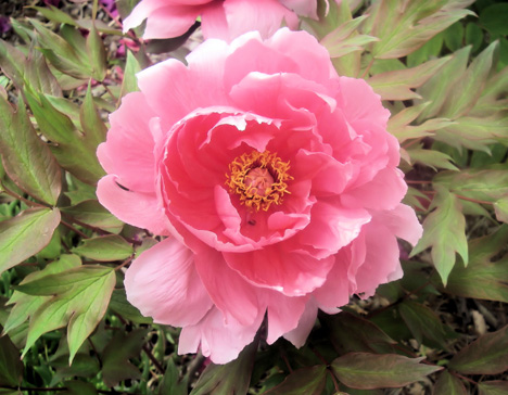 f:id:akaibara:20160427181422j:image:w270