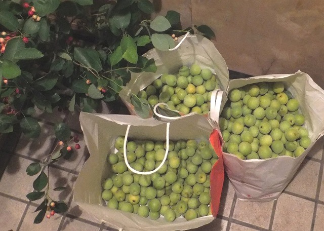 f:id:akaibara:20160602220530j:image:w450