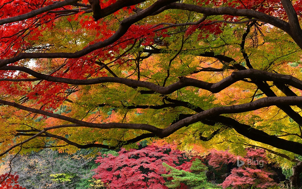 f:id:akaibara:20161107172119j:image:w550 f:id:akaibara:20161107172119j:image:w550