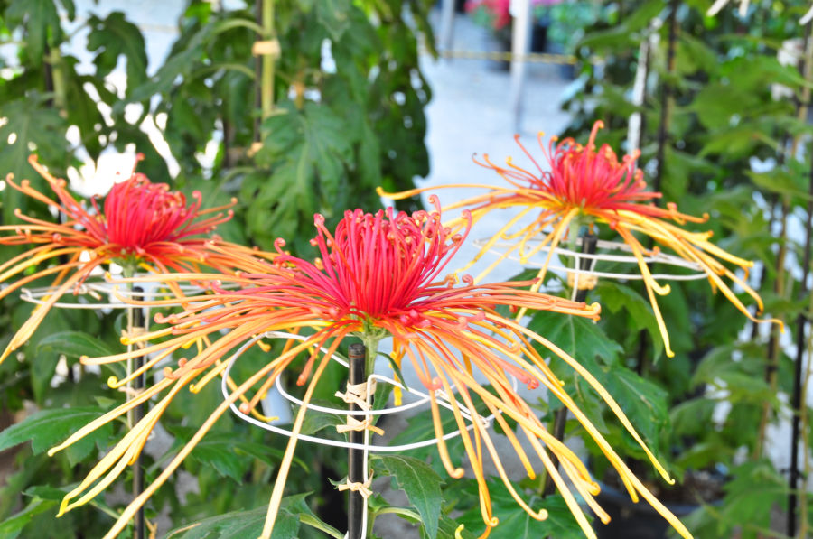 f:id:akaibara:20161113165326j:image:w500 f:id:akaibara:20161113165326j:image:w500