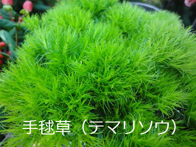 f:id:akaibara:20170209162306j:image