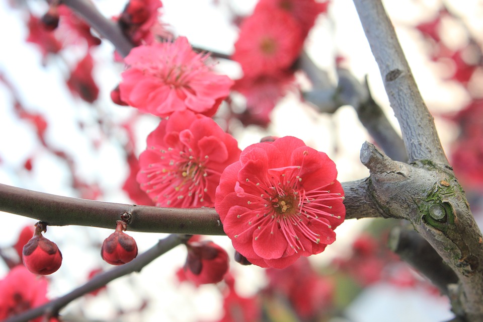 f:id:akaibara:20170228171712j:image:w450
