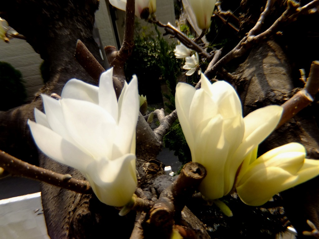 f:id:akaibara:20170320155857j:image:w400