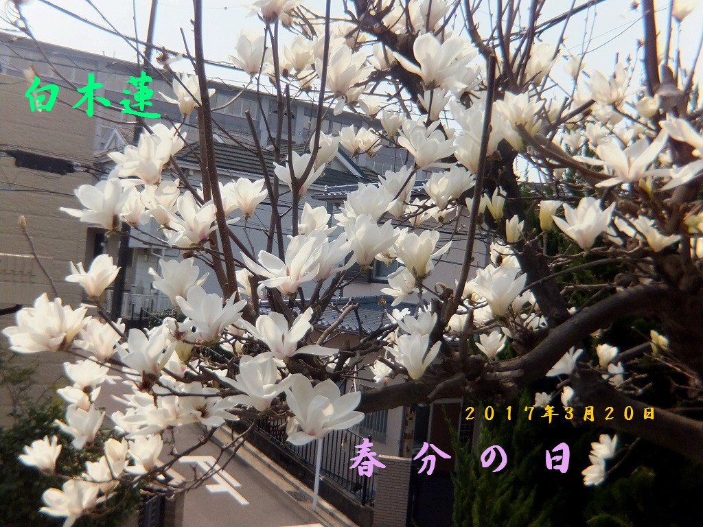 f:id:akaibara:20170320161401j:image:w500