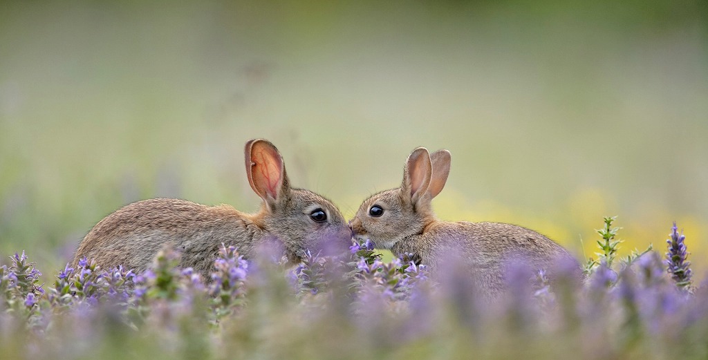 f:id:akaibara:20170418151317j:image:w400