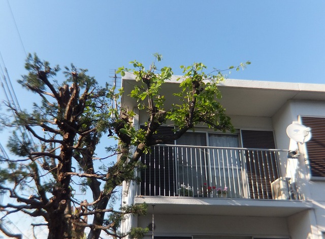 f:id:akaibara:20170423181012j:image:w300