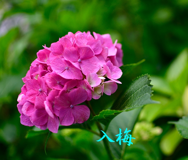 f:id:akaibara:20170611204225j:image:w450 f:id:akaibara:20170611204225j:image:w450