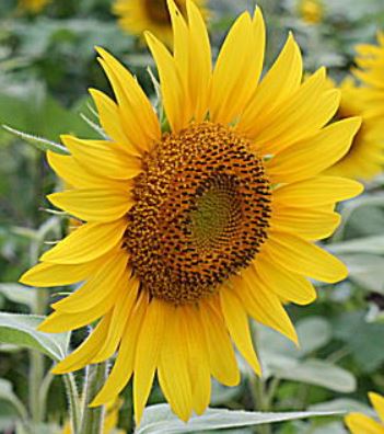 f:id:akaibara:20170630000357j:image