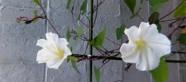 f:id:akaibara:20170915223620j:image:w500 f:id:akaibara:20170915223620j:image:w500