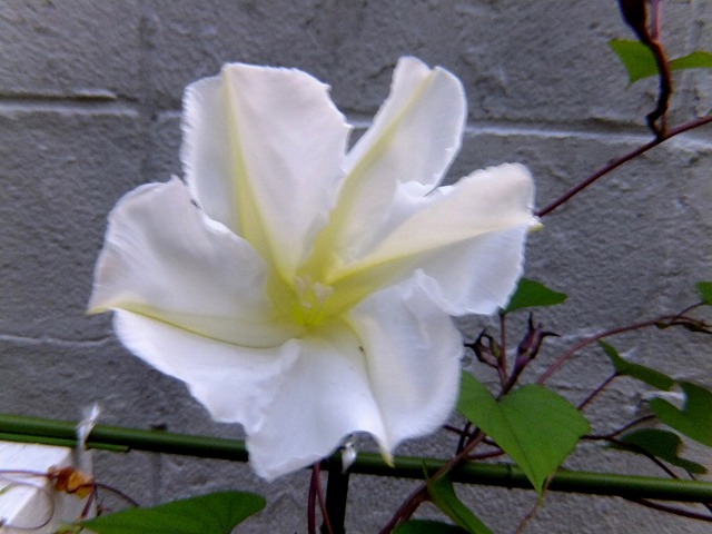f:id:akaibara:20170915223806j:image:w400 f:id:akaibara:20170915223806j:image:w400