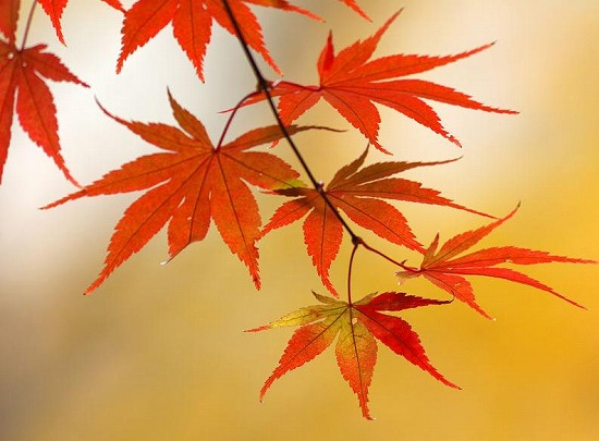 f:id:akaibara:20171108215311j:image:w450