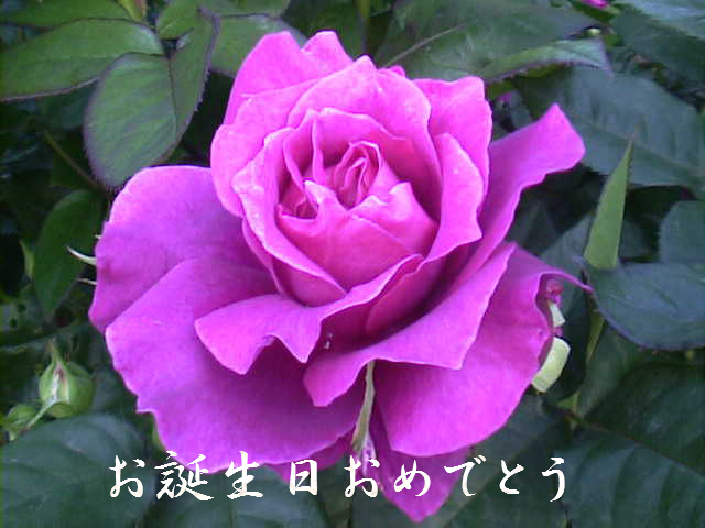 f:id:akaibara:20180119214749j:image:w500