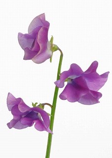 f:id:akaibara:20180126131631j:image:w100