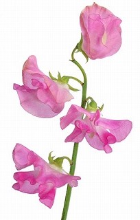 f:id:akaibara:20180126131741j:image:w100