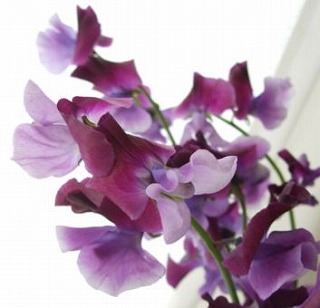 f:id:akaibara:20180126135310j:image:w200