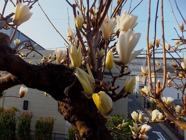 f:id:akaibara:20180316160819j:image:w550
