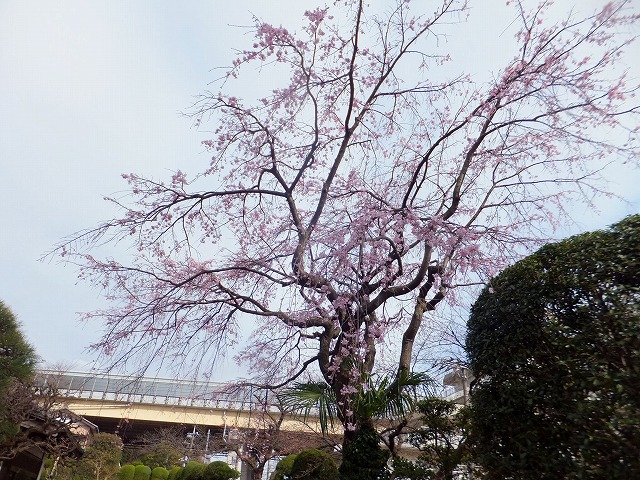 f:id:akaibara:20180318212420j:image:w350 f:id:akaibara:20180318212420j:image:w350