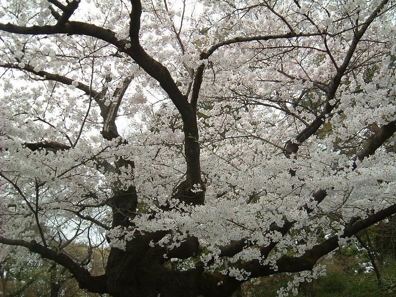 f:id:akaibara:20180324163428j:image:w450 f:id:akaibara:20180324163428j:image:w450