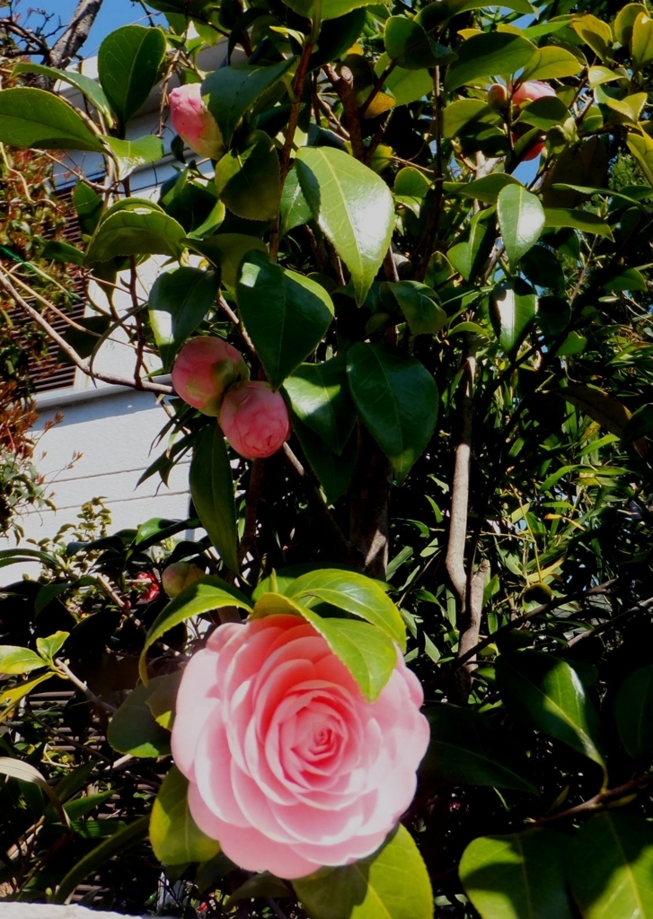 f:id:akaibara:20180325180325j:image:w250 f:id:akaibara:20180325180325j:image:w250