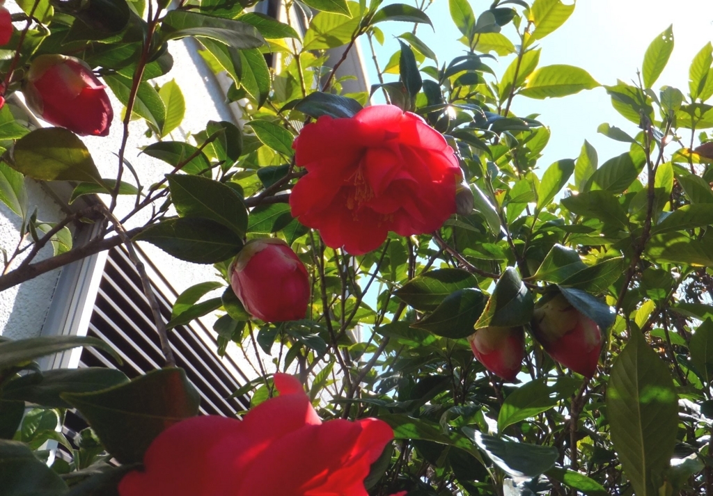 f:id:akaibara:20180325180520j:image:w250 f:id:akaibara:20180325180520j:image:w250