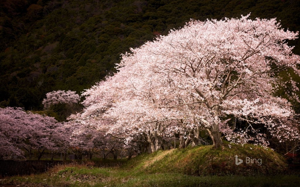 f:id:akaibara:20180326121628j:image:w550