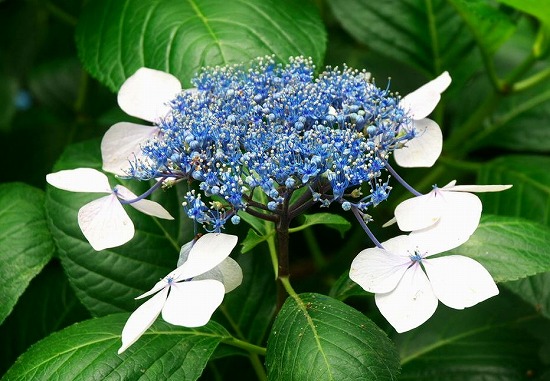 f:id:akaibara:20180530164843j:image:w260