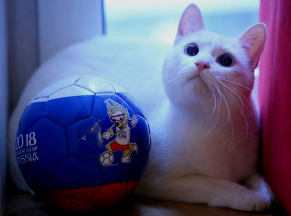 f:id:akaibara:20180615171312j:image:w500