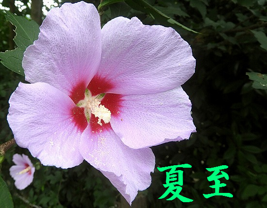 f:id:akaibara:20180621230825j:image:w500 f:id:akaibara:20180621230825j:image:w500