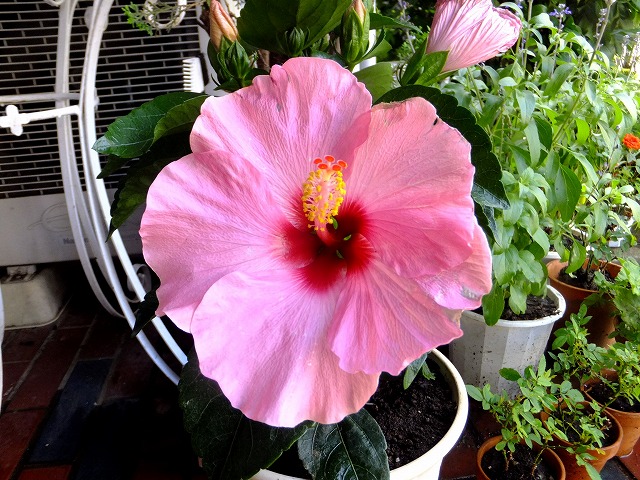 f:id:akaibara:20180709173939j:image:w500