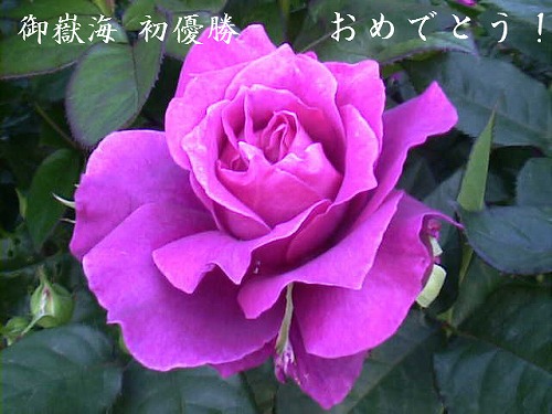 f:id:akaibara:20180721235035j:image:w500