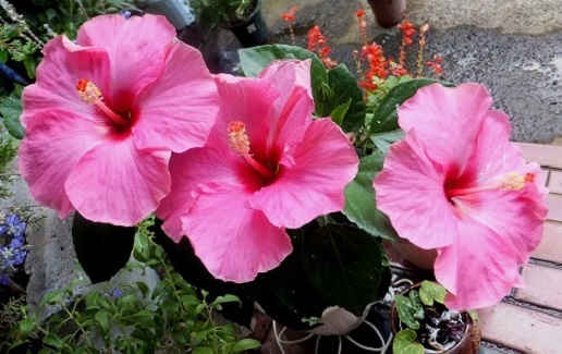 f:id:akaibara:20180822231739j:plain f:id:akaibara:20180822231739j:plain