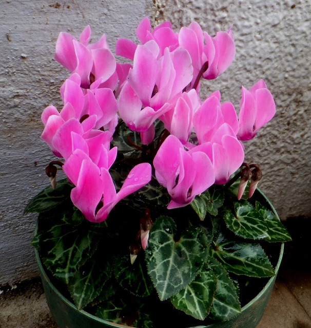f:id:akaibara:20181112120208j:image:w350