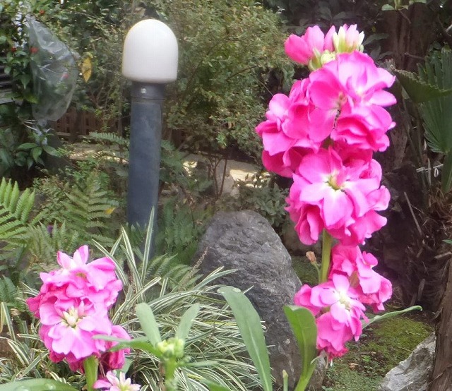 f:id:akaibara:20181112123609j:image:w300